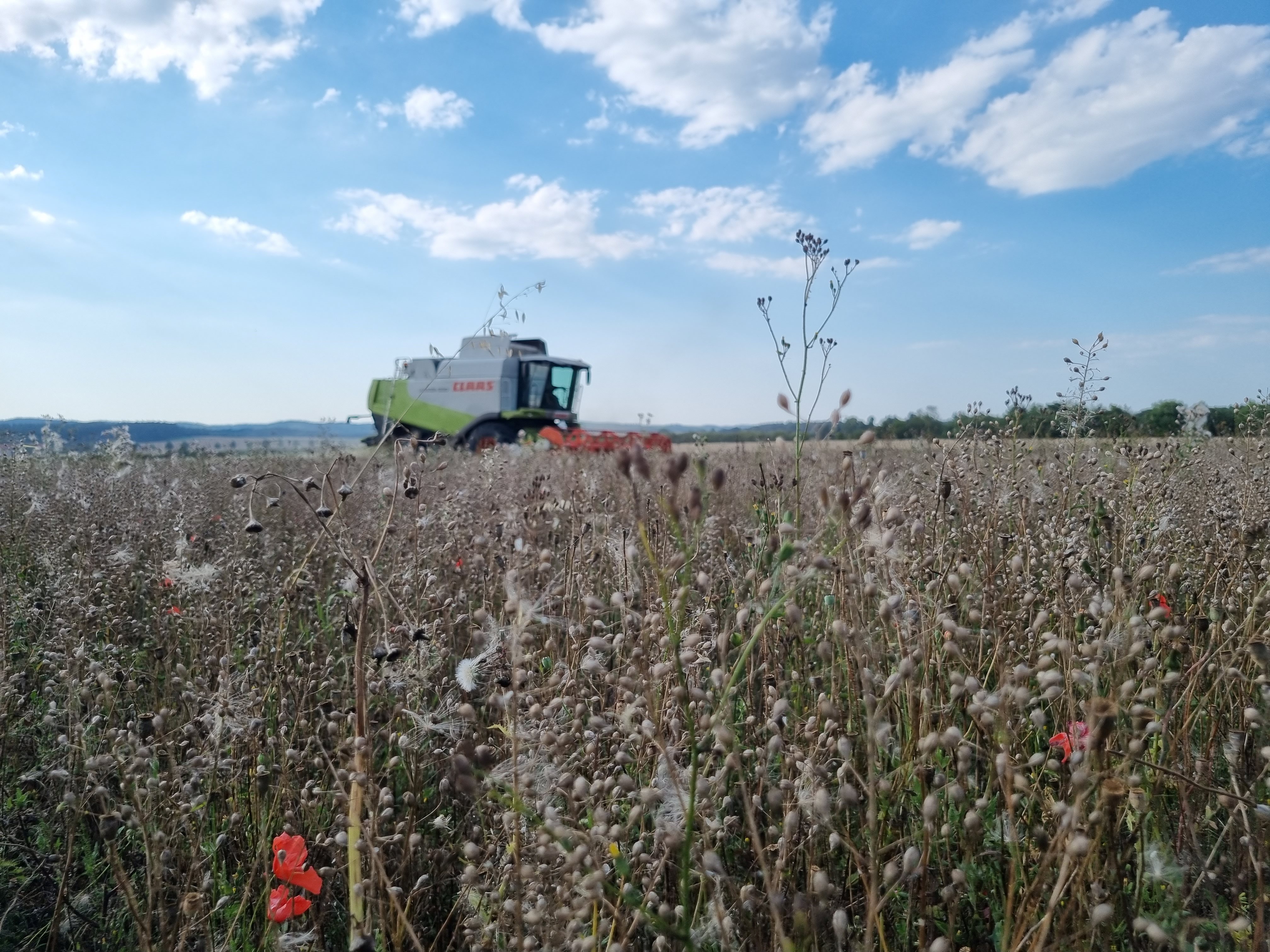 Linsen dreschen_klein.jpg